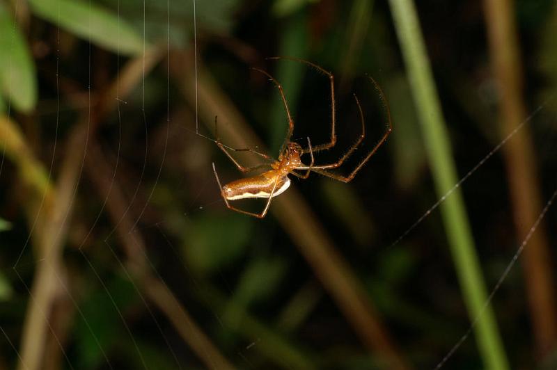 Tetragnatha_montana_D4867_Z_89_Les Gris_Frankrijk.jpg